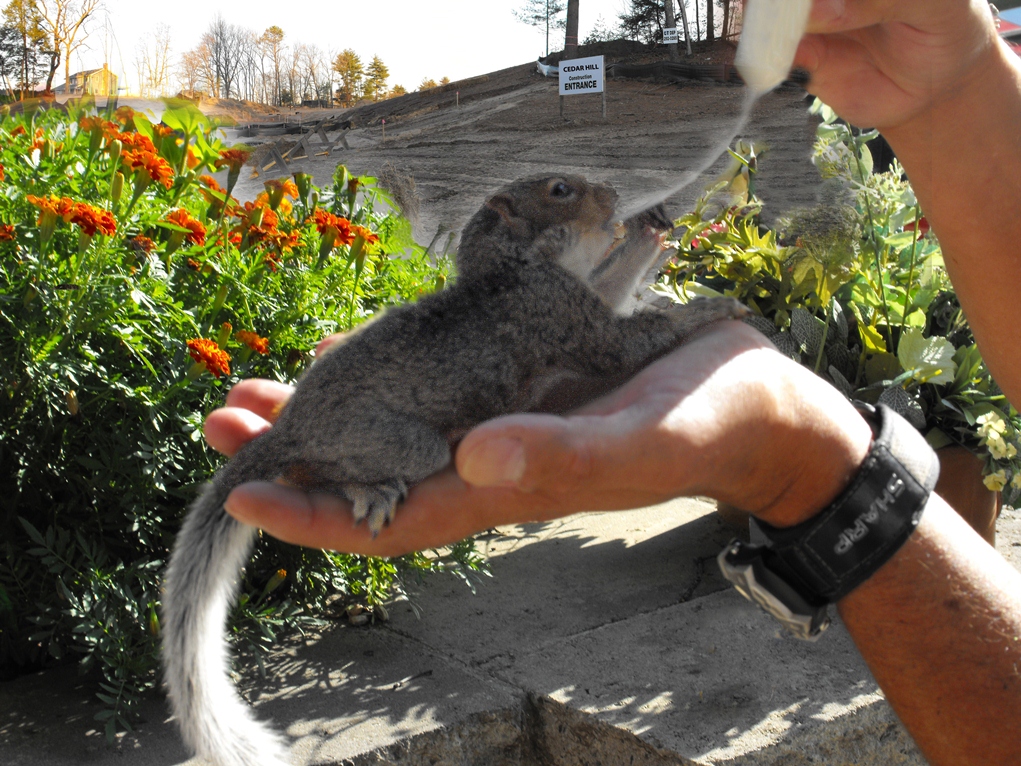 Be Prepared to Rescue Displaced Wildlife When Construction Gets Underway on Cedar Mountain