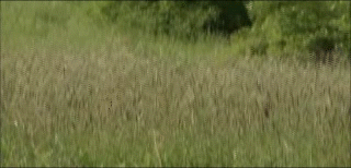 deervideogif1